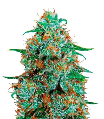 Critical Neville Haze Auto fem