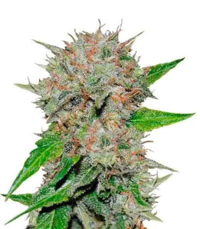 Deep Mandarine fem