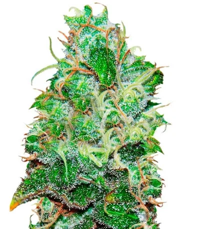 Fruity Chronic Juice fem