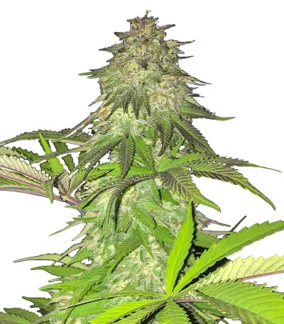 Lord Kush