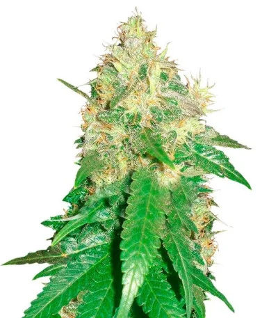 Northern Light Blue fem