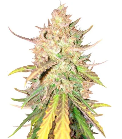 Sugar Candy fem