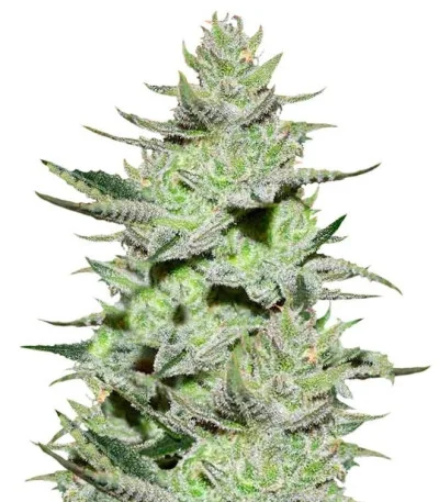 Unknown Kush fem