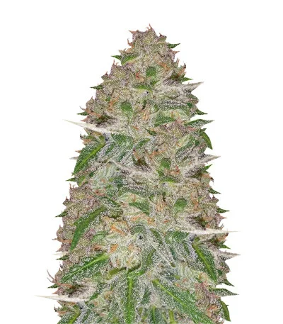 Doctor’s Choiсe #1 Auto fem