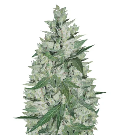 Niagara Auto fem