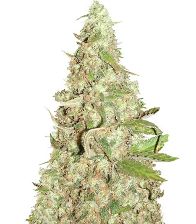 Afghan Cow fem