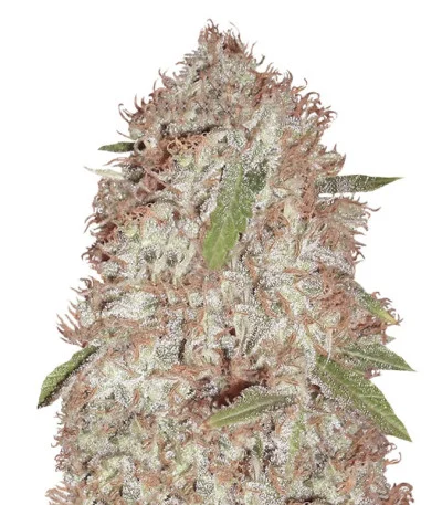 Blue Kripple fem