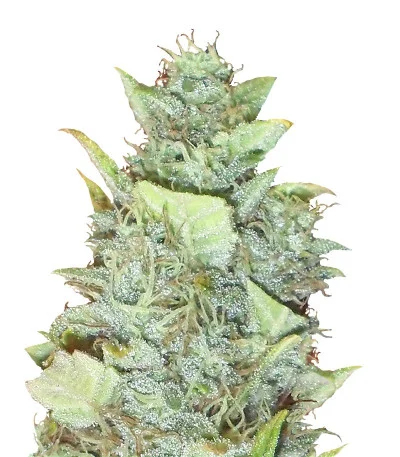 Bubba Gum Auto fem