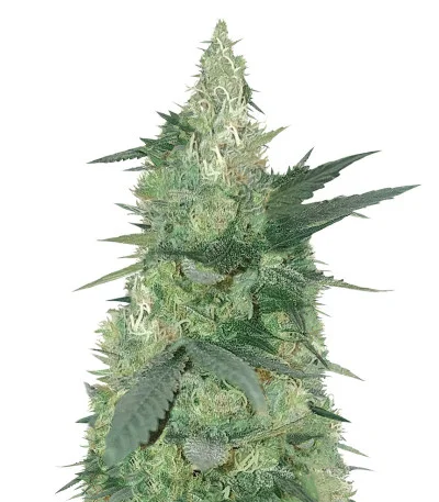 Bud Bud Bling Tingz fem