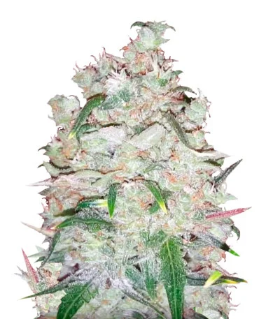 Bulk Smash Auto fem