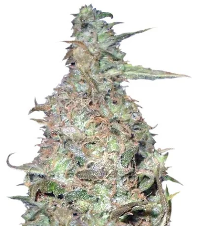 Choc-Matic auto fem