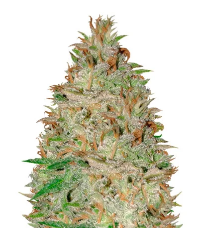 Chocolate Orange Auto fem