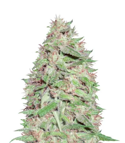 Dizzy Lights Auto fem