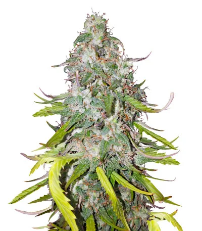 Dolly Kush
