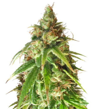 Ganj-Nam Style fem