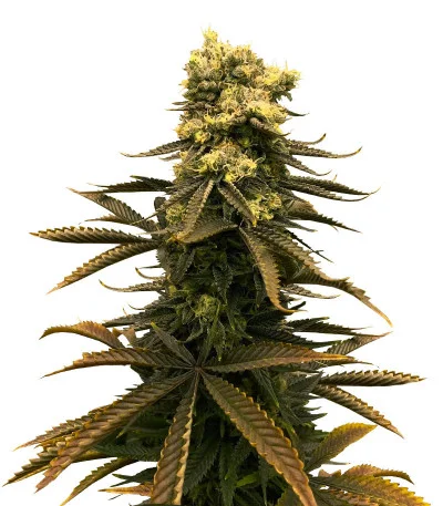 Glue Kripple