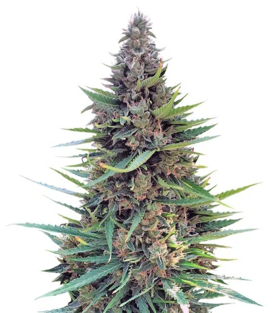 Grand Heft Auto fem