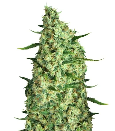 Incredible Bulk Auto fem