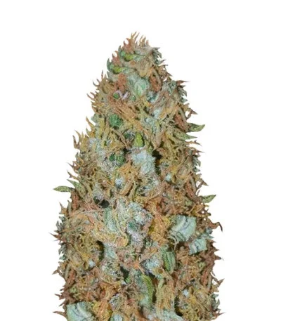 Incredible Bulk fem