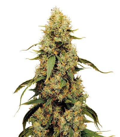 Jamnesia Haze