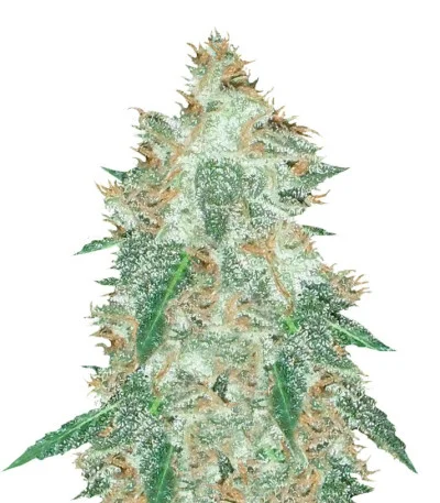 Jumping Black Dash Auto fem