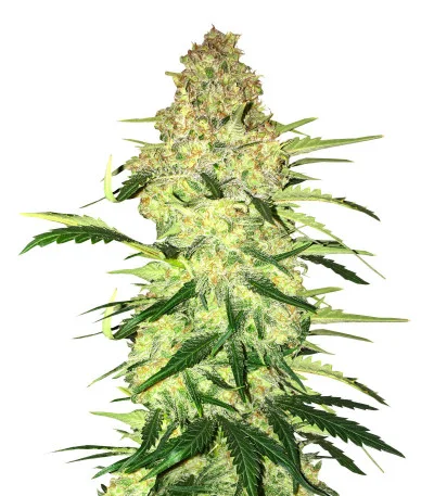 Ninja Zkittles