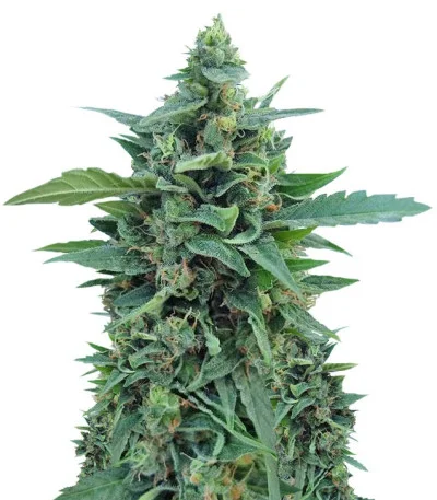 OG Kush Auto fem