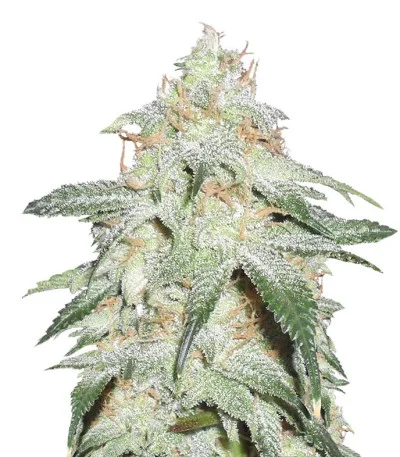 Pickled Diesel Auto fem