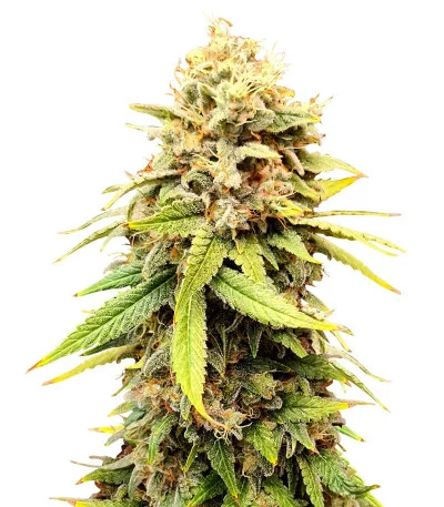 Sherbert Gorilla