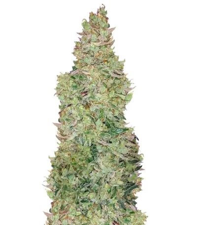Smokin’Gun Auto fem