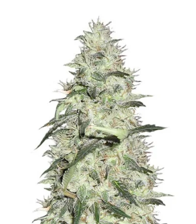 Sonic Bloom Auto fem