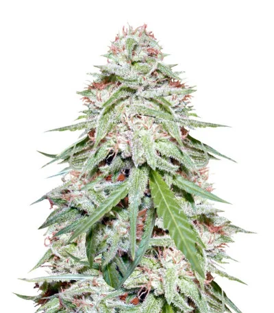 Spinning Buzz Kick Auto fem