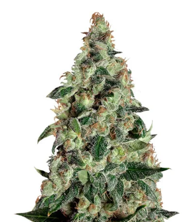 Super Skunk Auto fem