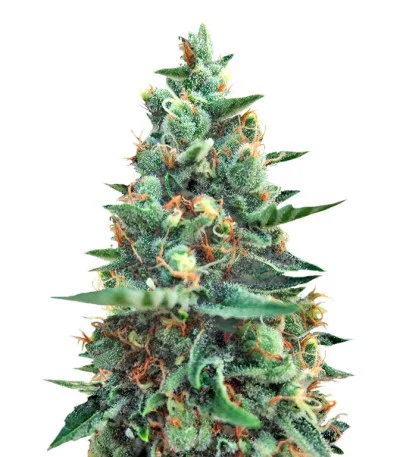 White Rush Auto fem