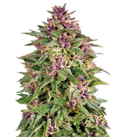 Frisian Dew fem