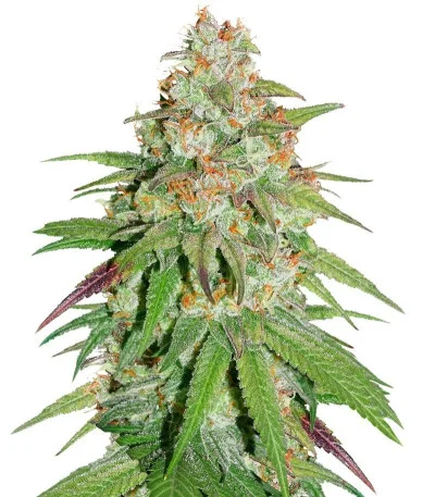 Glueberry O.G. fem
