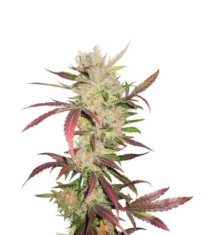 Master Kush fem