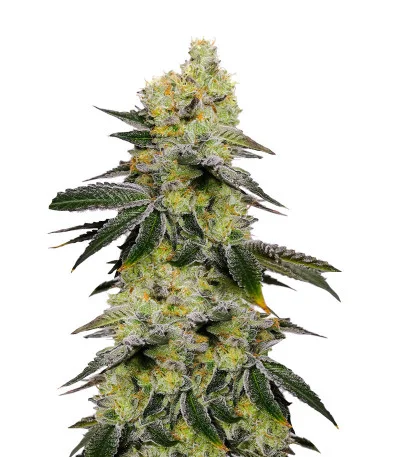 Meringue