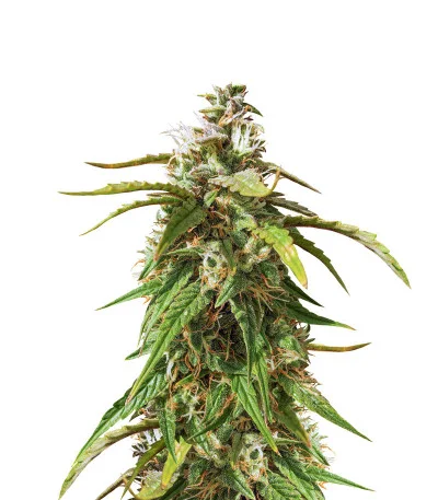 Orange Bud fem