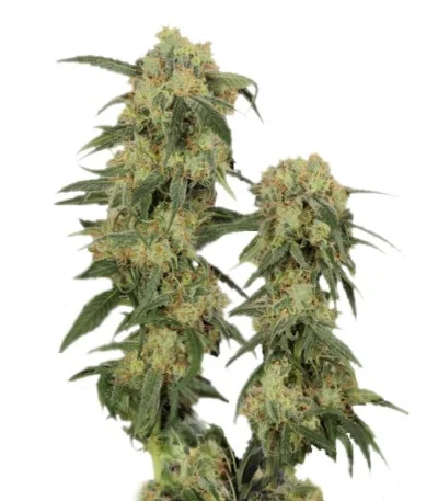 Pamir Gold fem