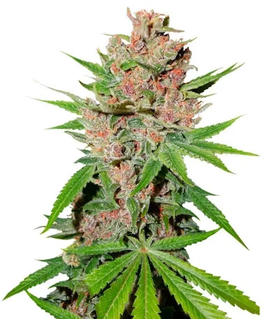 Passion Fruit fem
