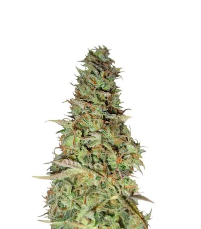 Power Plant fem