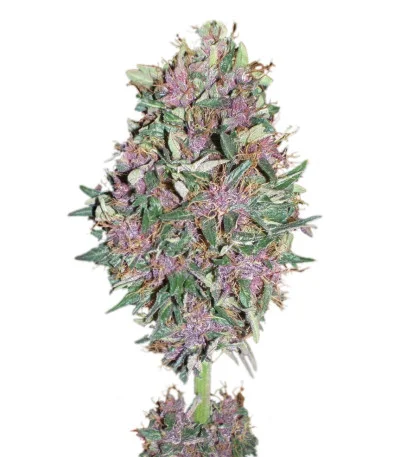 Purple #1 fem
