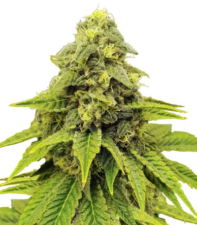 Purple OG Punch