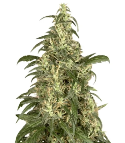 Skunk #11 fem