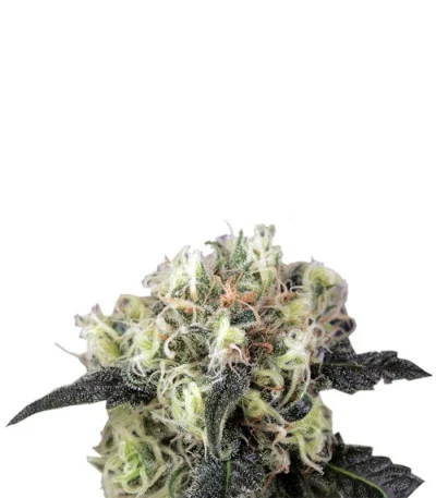 Snow Bud fem