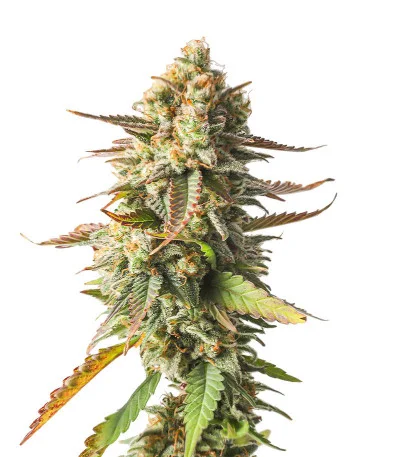 Strawberry Chemdawg OG