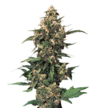 Strawberry Cough fem