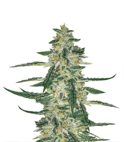 Sugar Bomb Punch fem