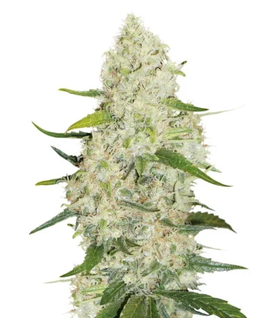 Think Big auto fem